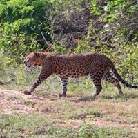 Negombo / Ratnapura / Yala